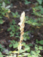 Castilleja septentrionalis