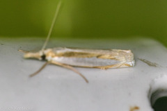 Crambus