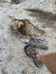 Atractosteus spatula