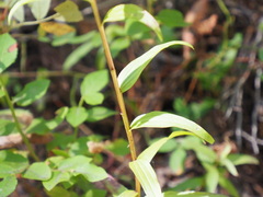 Castilleja septentrionalis