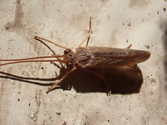 Ptilostomis ocellifera