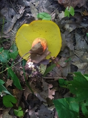 Baorangia