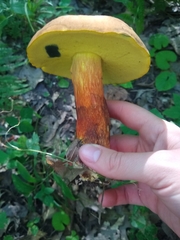 Baorangia