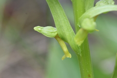 Dactylorhiza viridis