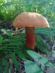 Baorangia