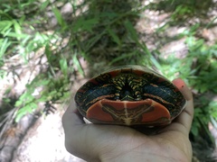 Chrysemys picta bellii
