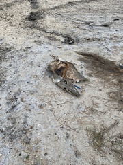 Atractosteus spatula