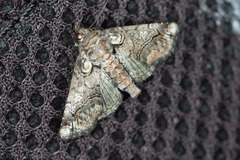 Paectes abrostolella