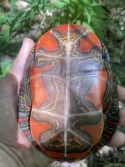 Chrysemys picta bellii
