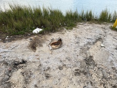 Atractosteus spatula