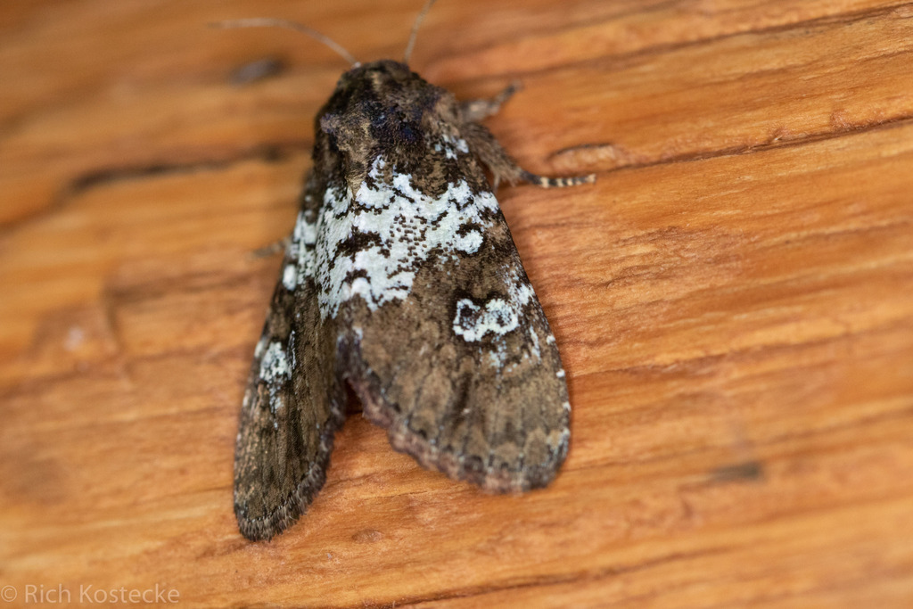 Euamiana endopolia