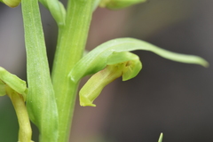Dactylorhiza viridis