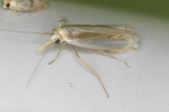 Crambus harrisi