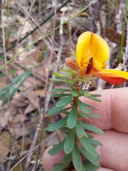 Pultenaea tuberculata