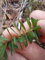 Pultenaea tuberculata