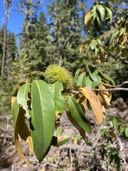 Chrysolepis chrysophylla