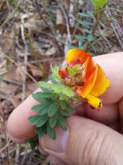 Pultenaea tuberculata