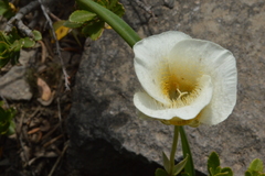Calochortus subalpinus