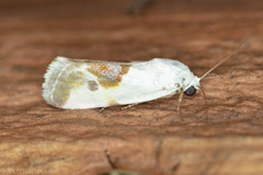 Ponometia huita