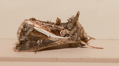 Thysanoplusia lectula