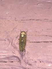 Ponana quadralaba