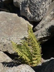 Athyrium americanum
