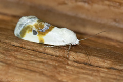 Ponometia huita