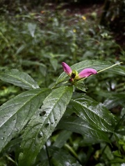 Chelone obliqua erwiniae