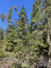 Chrysolepis chrysophylla