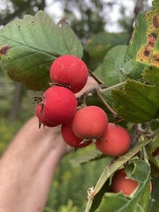 Crataegus mollis