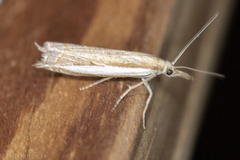 Fernandocrambus
