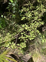 Coprosma areolata