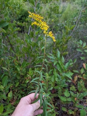 Solidago odora