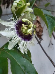 Passiflora edulis