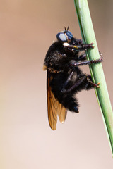 Mallophora leschenaulti