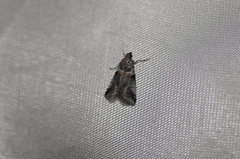 Acrobasis tricolorella