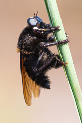 Mallophora leschenaulti