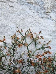 Eriogonum heermannii