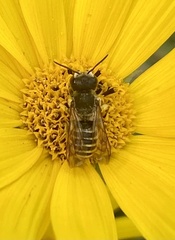 Megachile rotundata