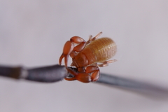 Pseudoscorpiones