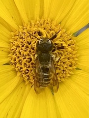 Megachile rotundata
