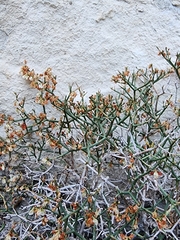 Eriogonum heermannii