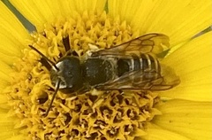 Megachile rotundata
