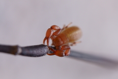 Pseudoscorpiones