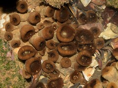 Palythoa grandiflora