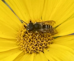 Megachile rotundata