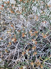 Eriogonum heermannii
