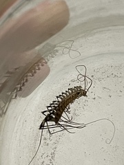 Scutigera coleoptrata