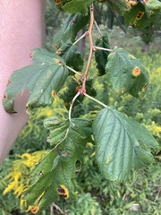 Crataegus mollis