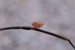 Pseudoscorpiones